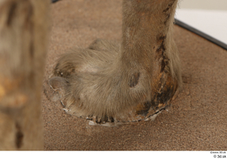 Striped Hyena Hyaena hyaena foot 0022.jpg